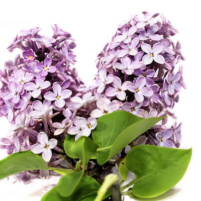  photo lilacs_400x400.jpg