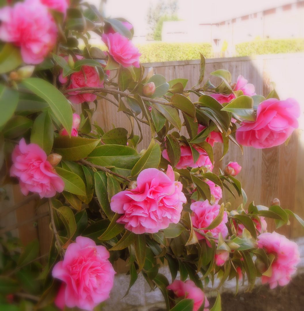  photo rhododendron2.jpg