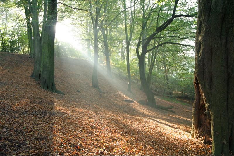  photo sunbeams-through-woodland.jpg