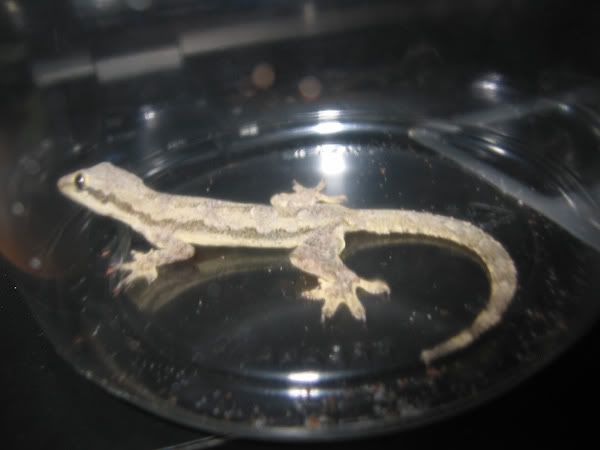 gecko1.jpg