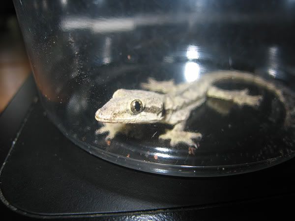 gecko2.jpg