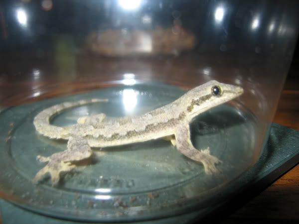 gecko3.jpg