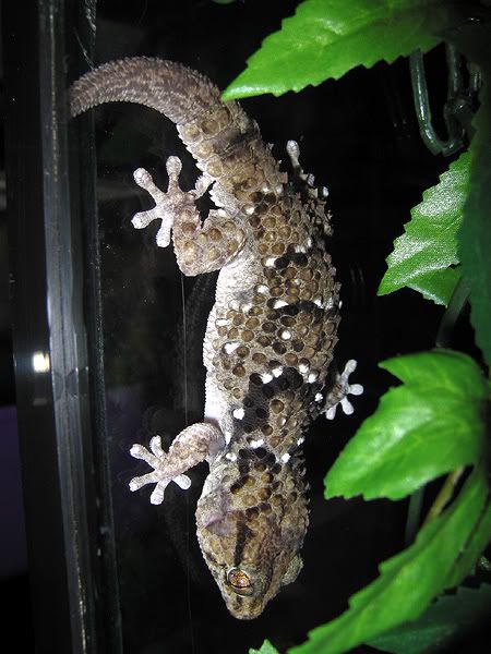 Turners Gecko