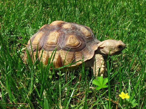 tortoise1.jpg