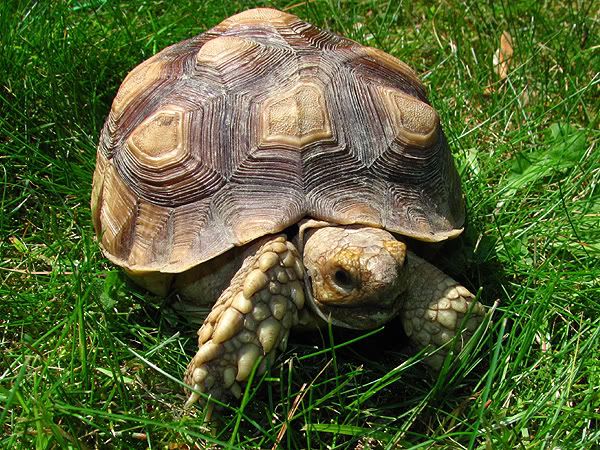 tortoise2.jpg
