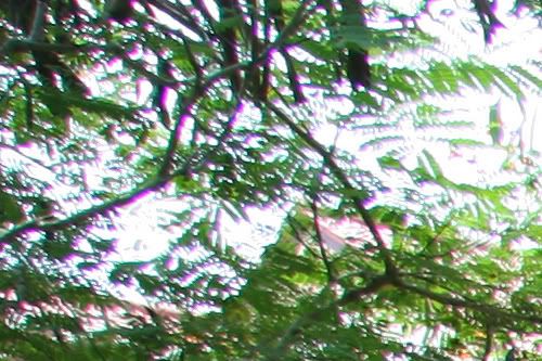 IMAGE: http://img.photobucket.com/albums/v51/s1ckpuppy/17-85mmCA.jpg