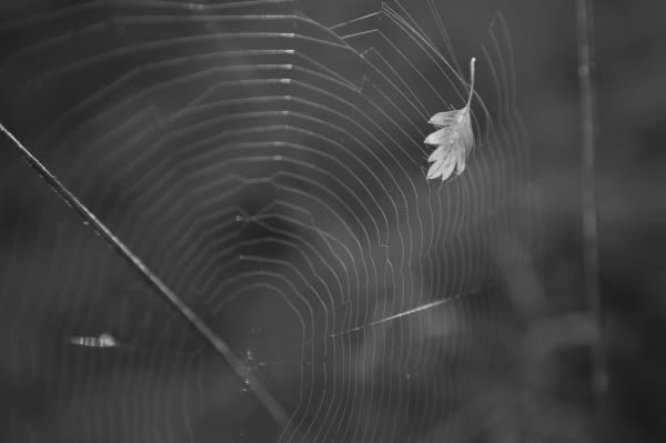 IMAGE: http://img.photobucket.com/albums/v51/s1ckpuppy/326V9762.jpg