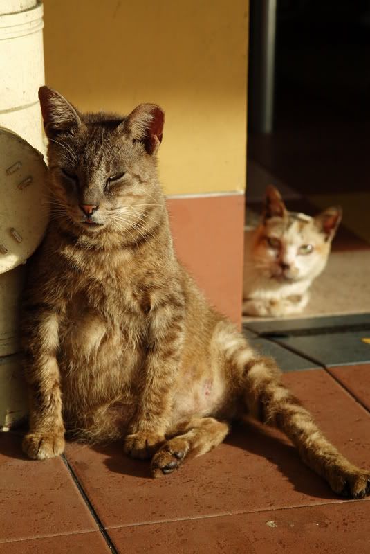 IMAGE: http://img.photobucket.com/albums/v51/s1ckpuppy/FABE6260.jpg