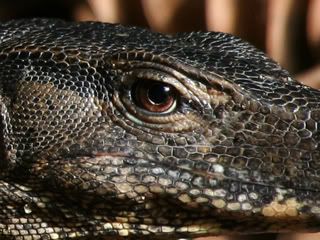 IMAGE: http://img.photobucket.com/albums/v51/s1ckpuppy/LensCropLizard.jpg