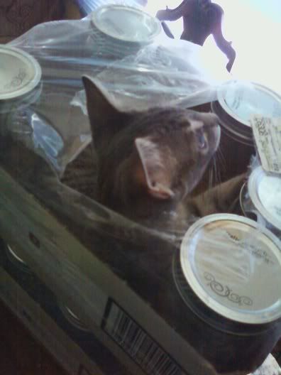 Cats,Canning Jars