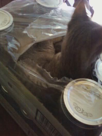 Cats,Canning Jars