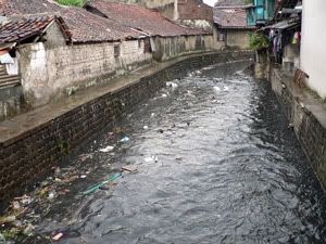 cicadas river