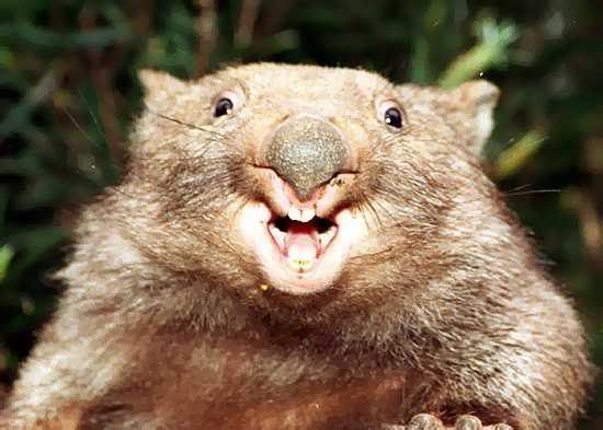 wombat-1.jpg