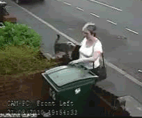 catgif.gif