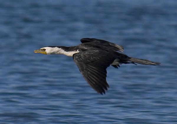 Cormorant-flying-2.jpg