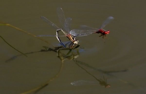 Dragon-Flies-mating.jpg
