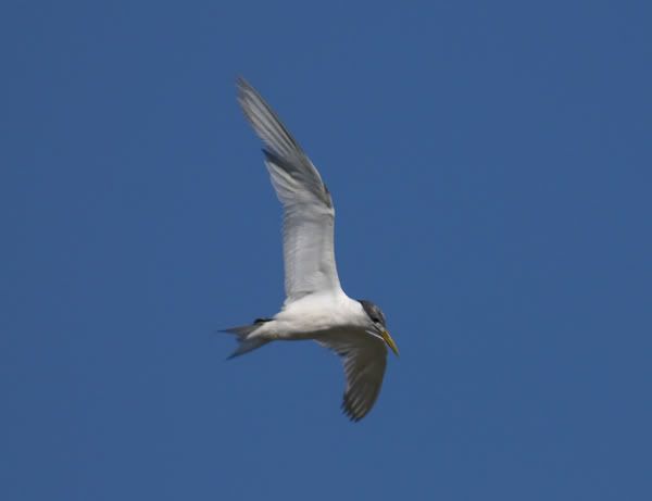 Flying-Tern-2.jpg