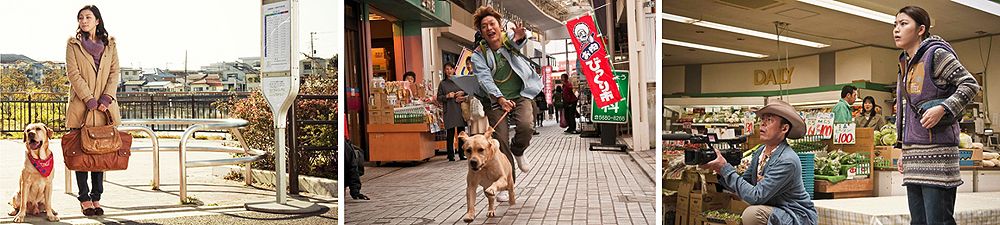 Can Dogs Digest Uncooked Rice Can Dogs Digest Uncooked Rice