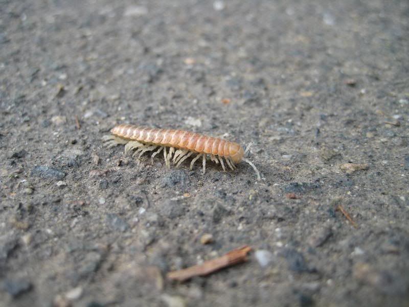 Centipede one