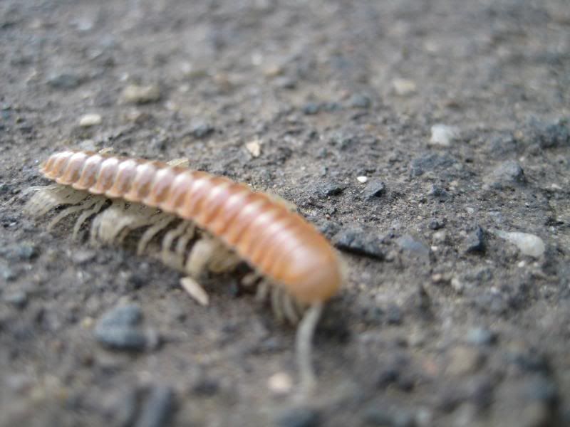 Centipede one again