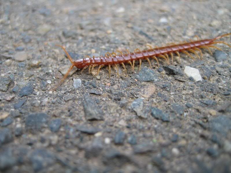Centipede two