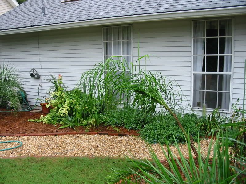 2002-09Hurricane-BackYard2.jpg