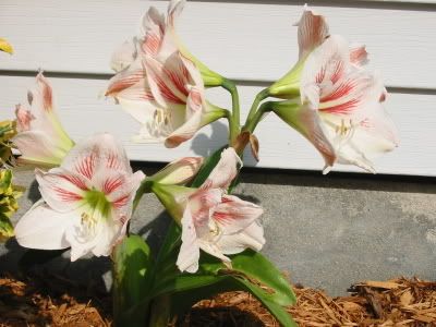 2002-04Amaryllis4.jpg