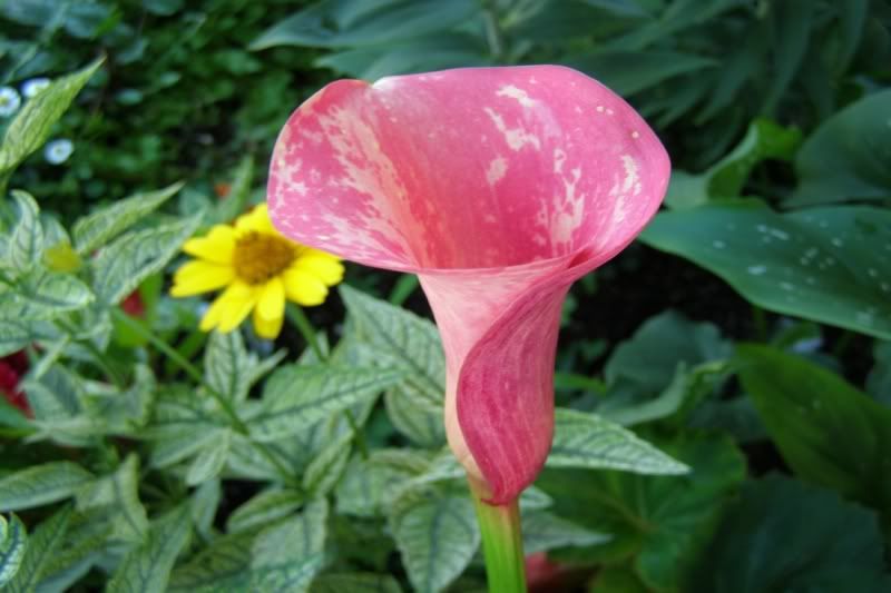 when do you plant calla lily bulbs