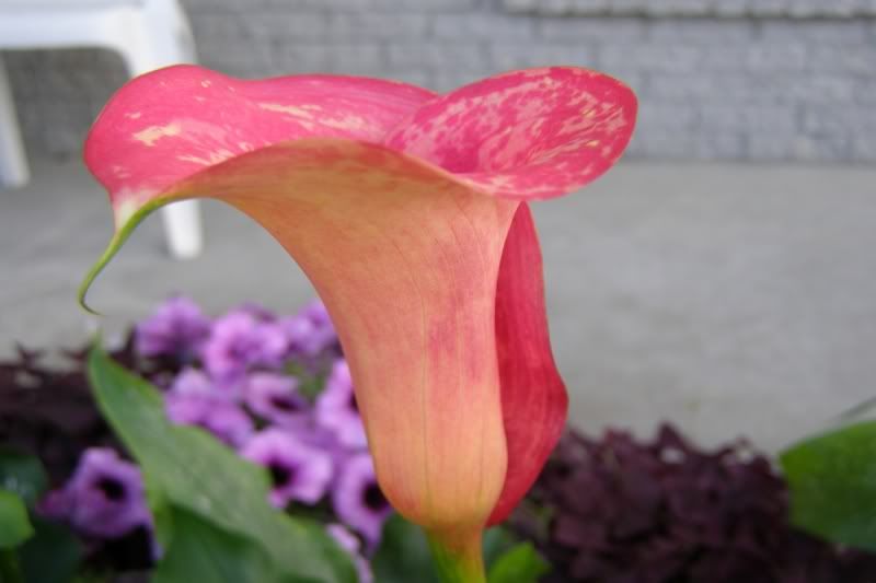 red calla lily bulbs