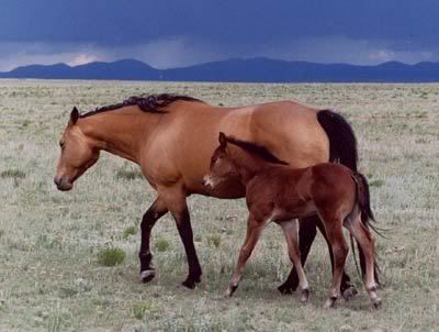 pictures of quarter horses. Quarter Horse breed,