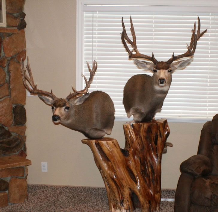 Elk Pedestal mount help Utah Wildlife Network