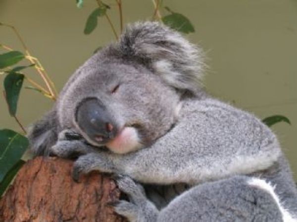 1325917215koala-bear.jpg