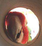 Chippy-Denise.jpg (Cherry Head Conure) Chippy image by ParrotPerch