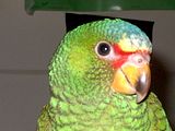Manda-Archie.jpg (Spectacled Amazon) Archie TRYING to look innocent..yea right! image by ParrotPerch