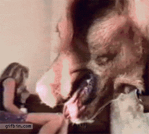 1317664495_bully_dog_treats_cat_like_pillow_zps347d3b24.gif