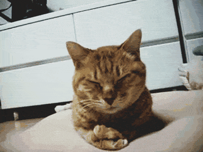 Sleepy-Cat-Facepalm-Shake-My-Head-Reaction-Gif_zps2465036d.gif