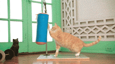 funny-gif-cat-exercise-gym-scratcher_zps7a891e51.gif
