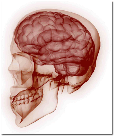 The Human Brain Pictures, Images and Photos
