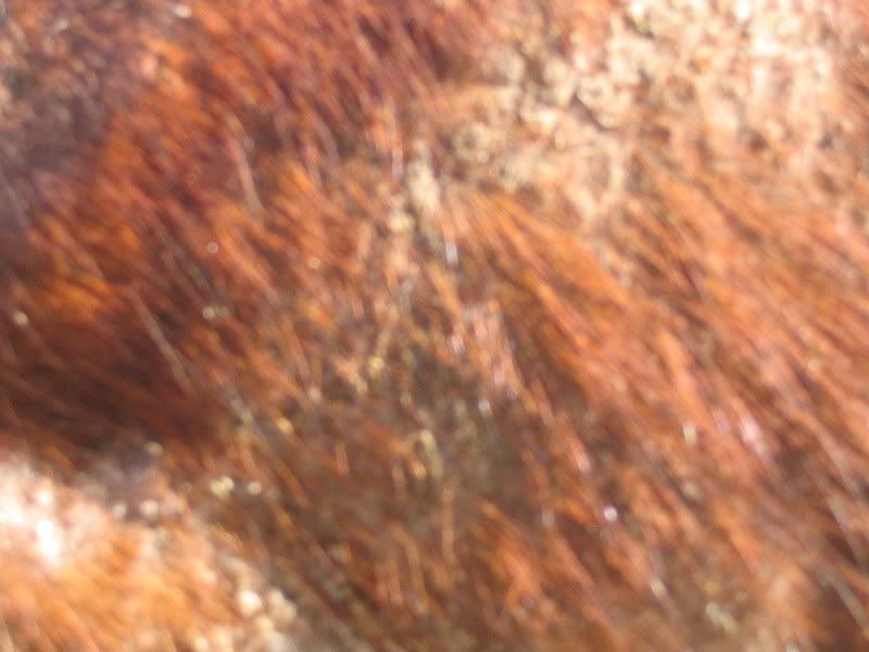 Mites+in+Horses Can a Horse Get Mange http://forums.horsecity.com/index.php?showtopic ...