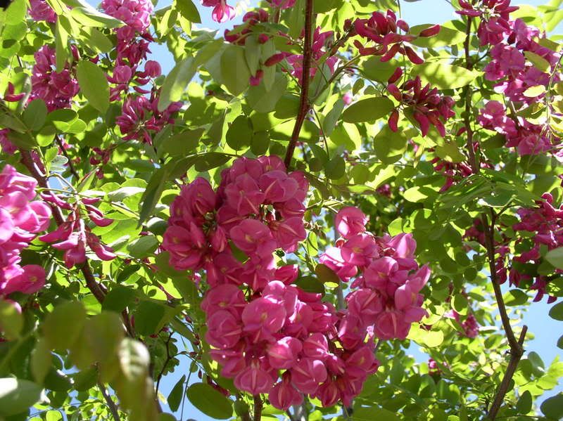 Purple robe locust tree.