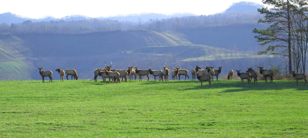 IMAGE: http://img.photobucket.com/albums/v513/jon1996/Elklandscape.jpg