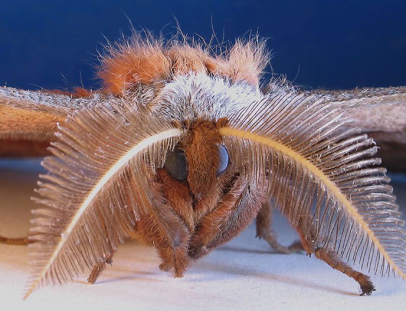 IMAGE: http://img.photobucket.com/albums/v513/jon1996/Moth.jpg