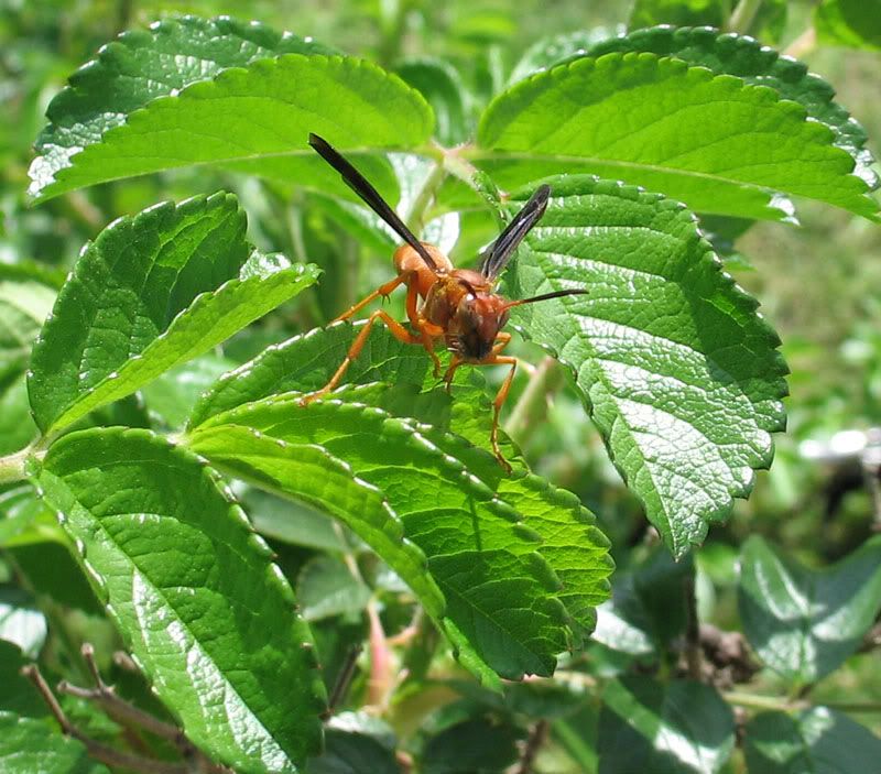 IMAGE: http://img.photobucket.com/albums/v513/jon1996/Wasperonleaf.jpg