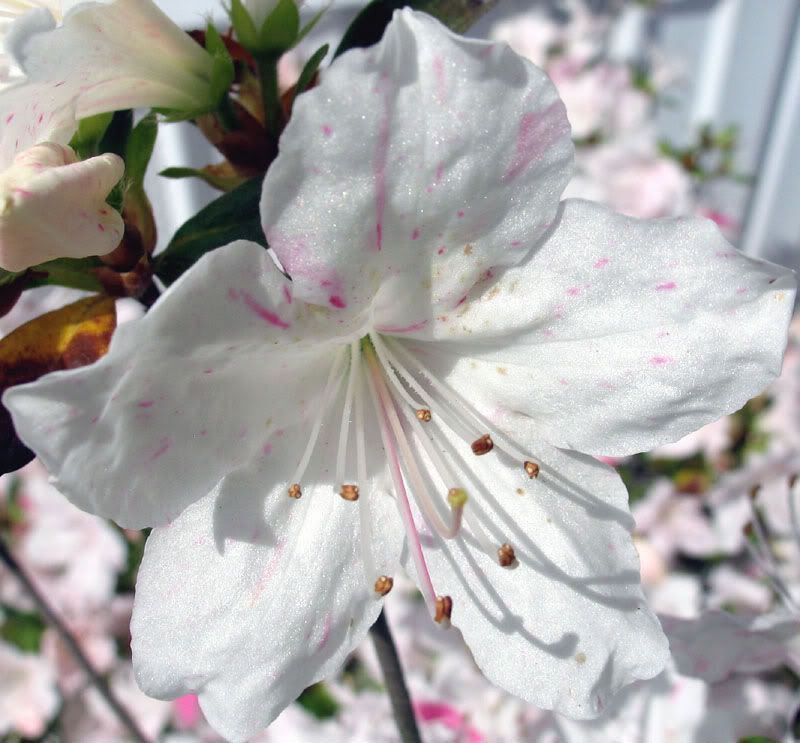 IMAGE: http://img.photobucket.com/albums/v513/jon1996/azaleas.jpg