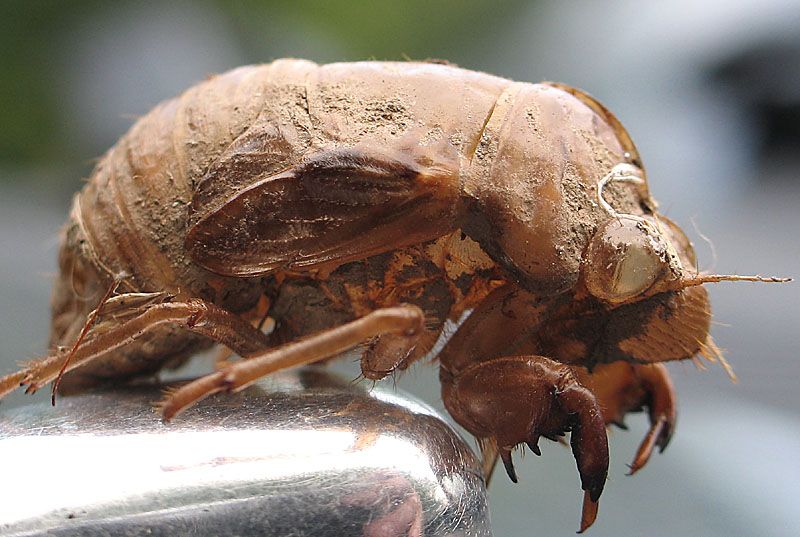 IMAGE: http://img.photobucket.com/albums/v513/jon1996/cicada_shell.jpg