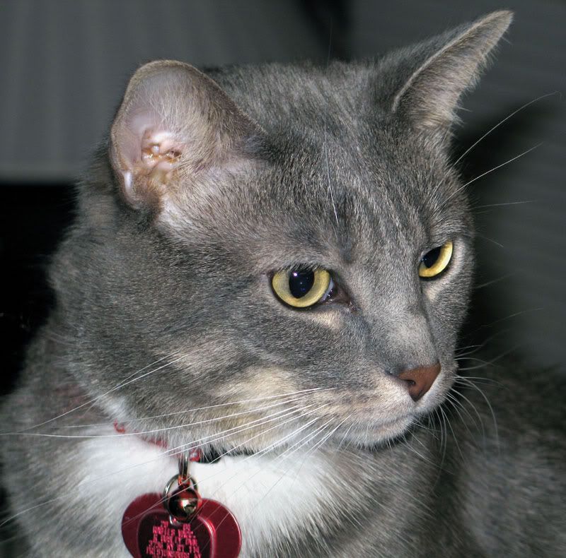 IMAGE: http://img.photobucket.com/albums/v513/jon1996/luckysmall.jpg