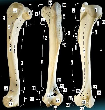 Canine humerus Quiz - By eci4