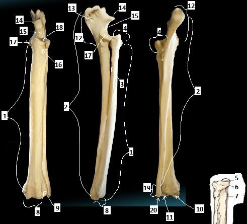 Canine Radius and Ulna Quiz - By eci4