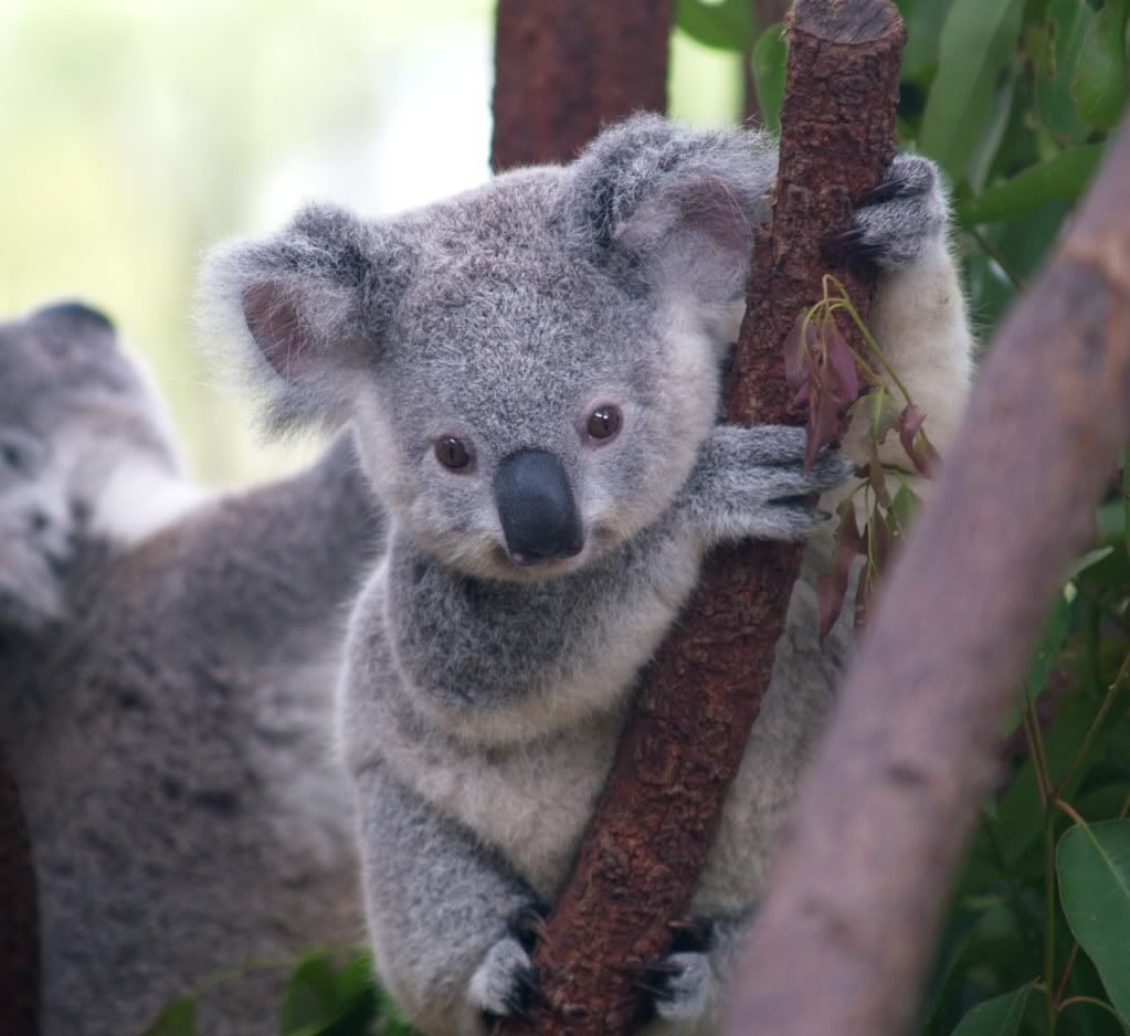 babykoala2_zps22550074.jpg