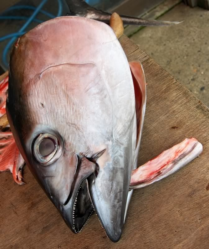 IMAGE: http://img.photobucket.com/albums/v514/athedjo1/IMG_4457.jpg